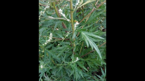 Pianta di artemisia in fiore