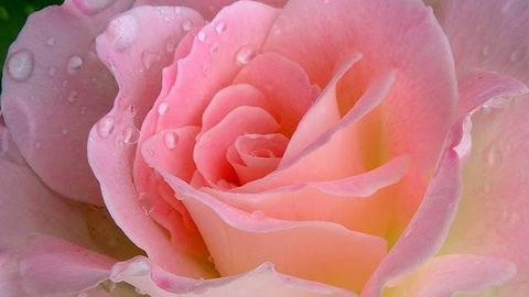 Rosa rosa con gocce di rugiada sui petali