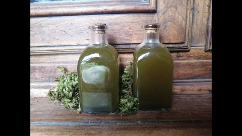 Pianta di artemisia in autunno