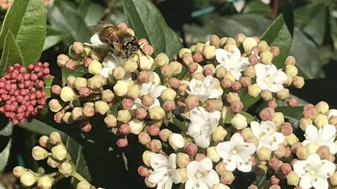 Fiori bianchi e rosa di viburno con un'ape al lavoro